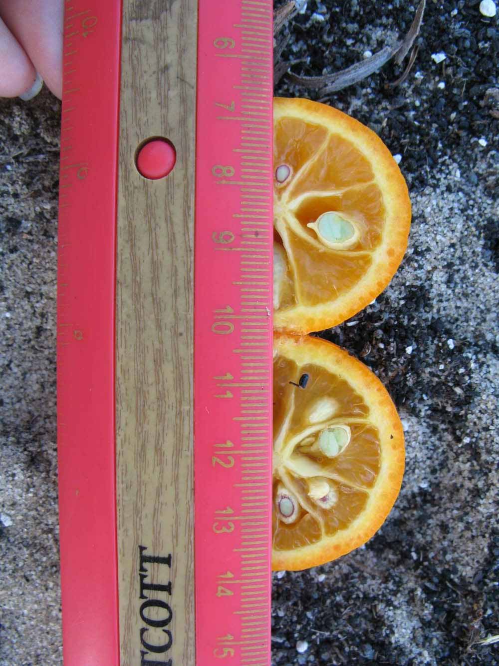            Fruit cross-section (Winter Haven, FL)   